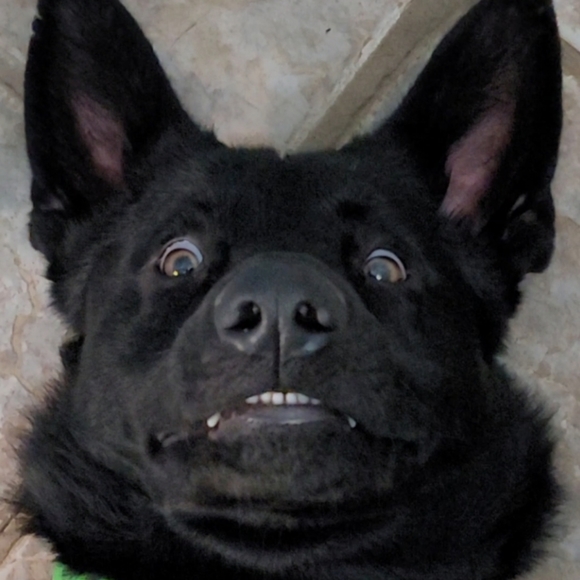 Meet my Hellhound Dexter 😈. He's a thief but loves respectful offers! - Picture 10 of 12